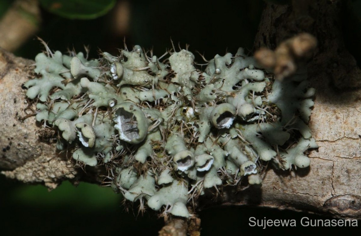 Heterodermia barbifera (Nyl.) Kr.P.Singh